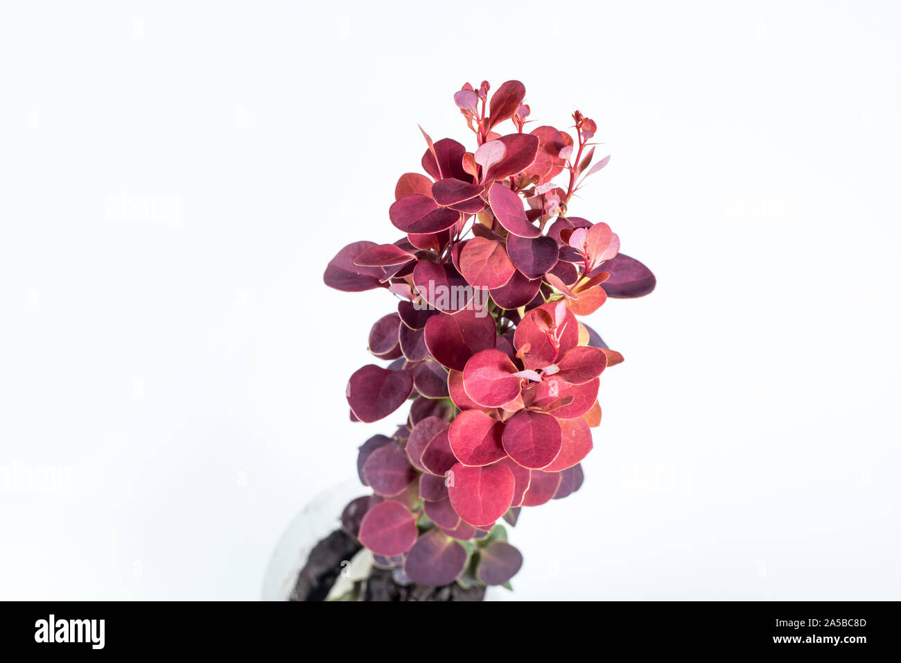 Berberis THUNBERGII Orange Rocket on a white background Stock Photo