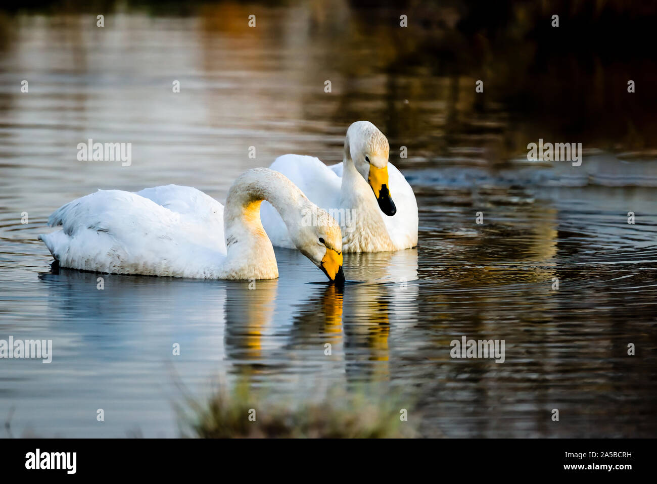 Whooper swan couple is having early morning bonding time. Stock Photo