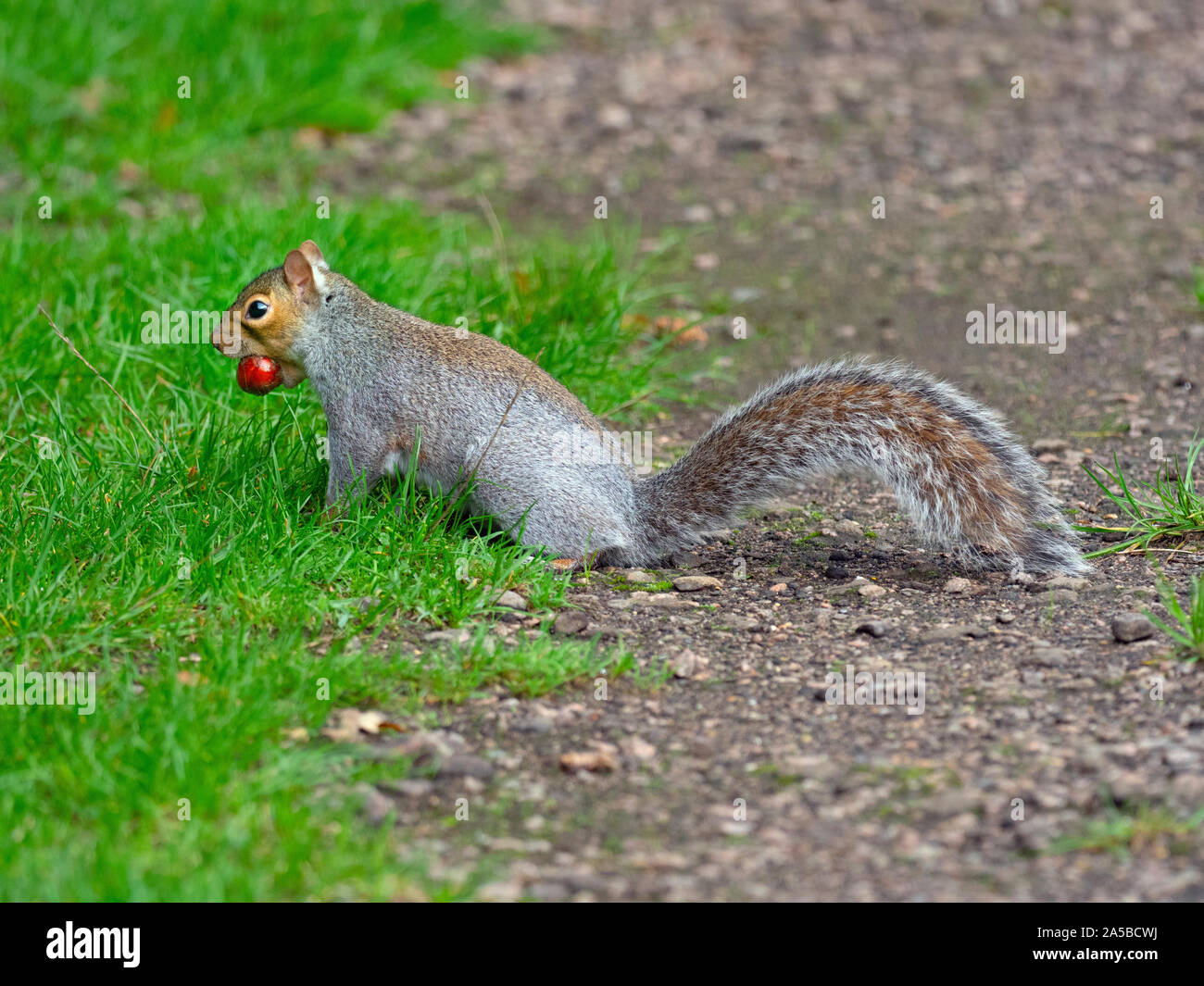 Grey Squirrel Sciurus carolinensis eating nuts Stock Photo