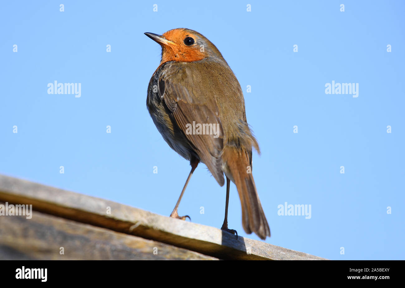 Robin Red Breast bird Stock Photo