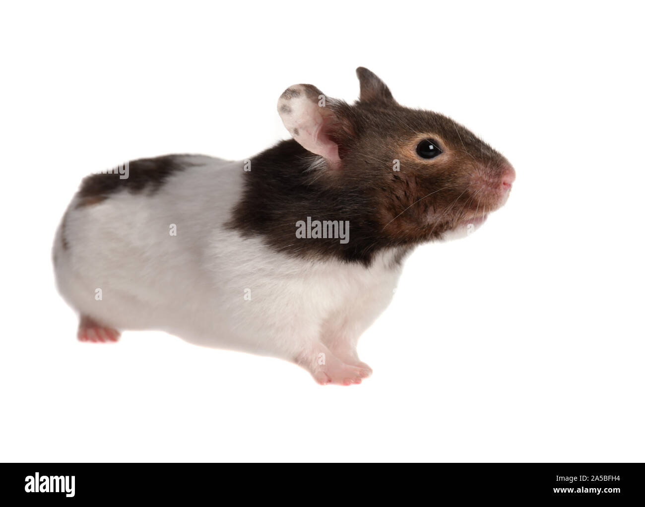 Gerbil on a white background Stock Photo