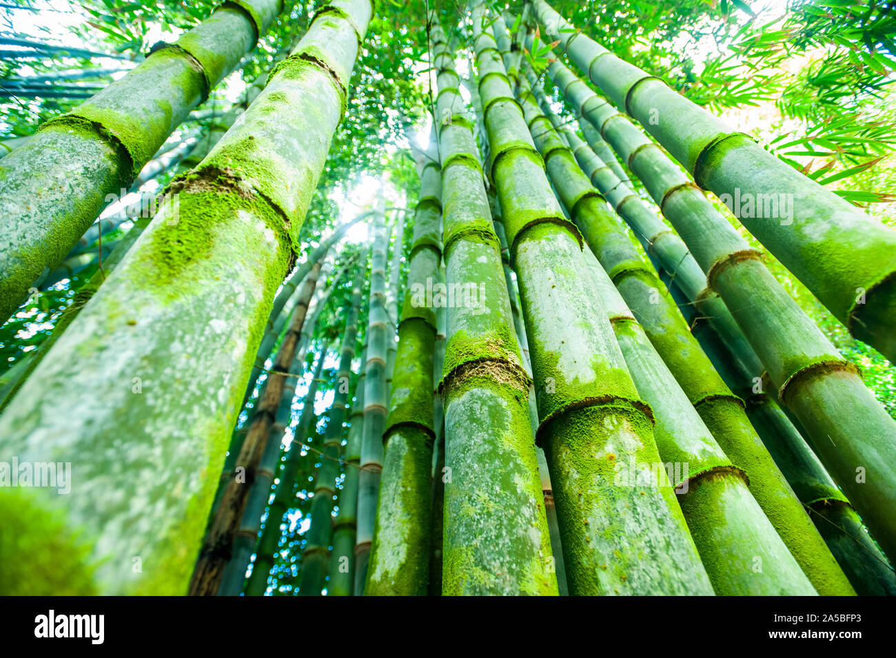 Bamboo stalks growing hires stock photography and images Alamy