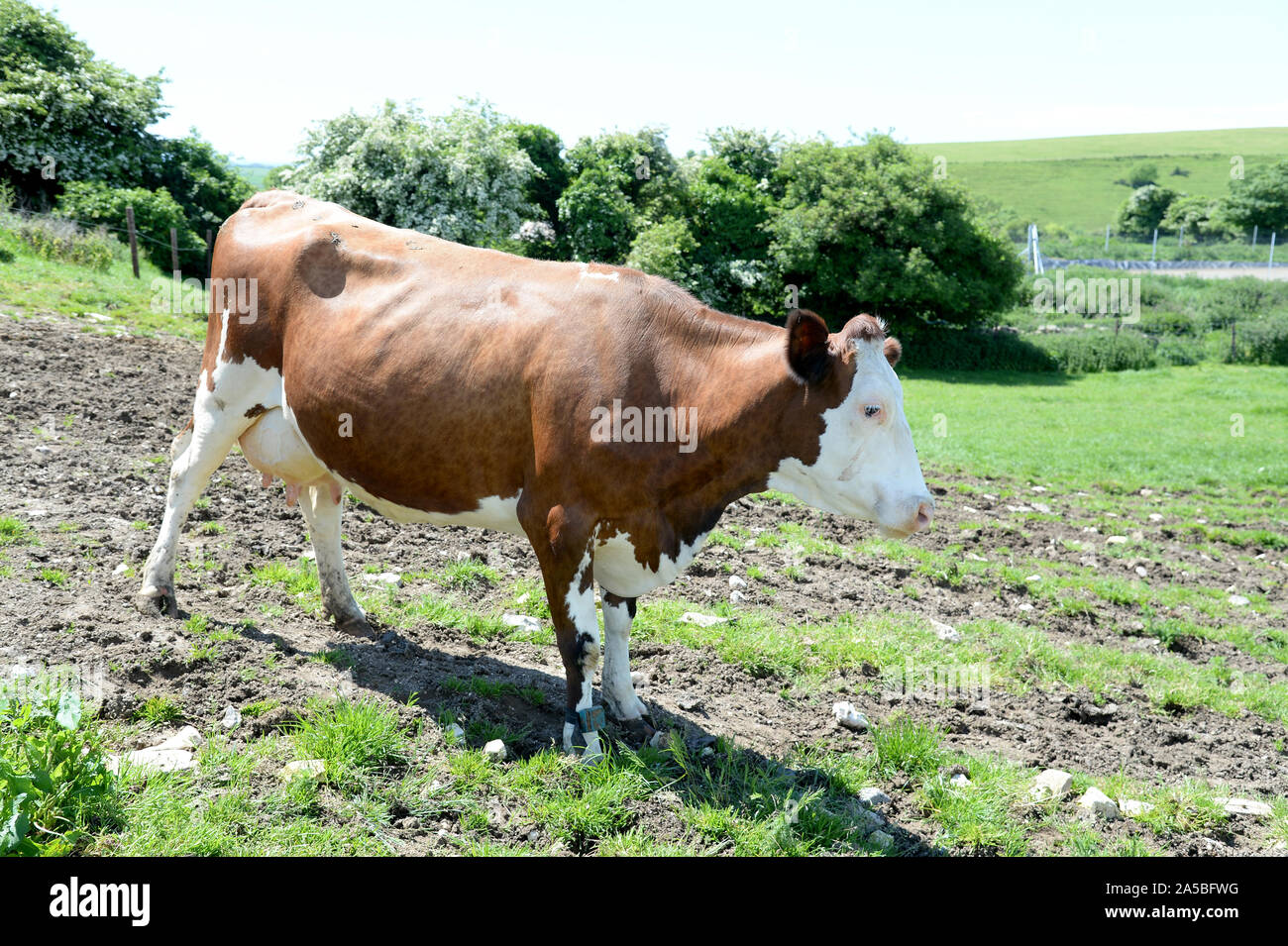 Cow, cattle, livestock Stock Photo Alamy