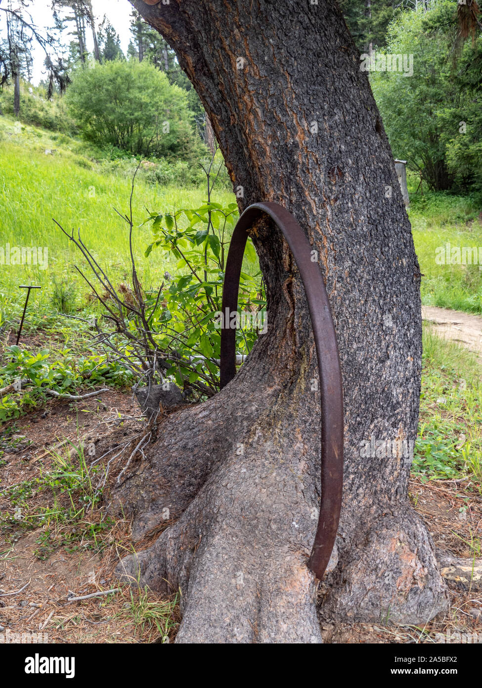 Tree growing around iron hoop Stock Photo Alamy