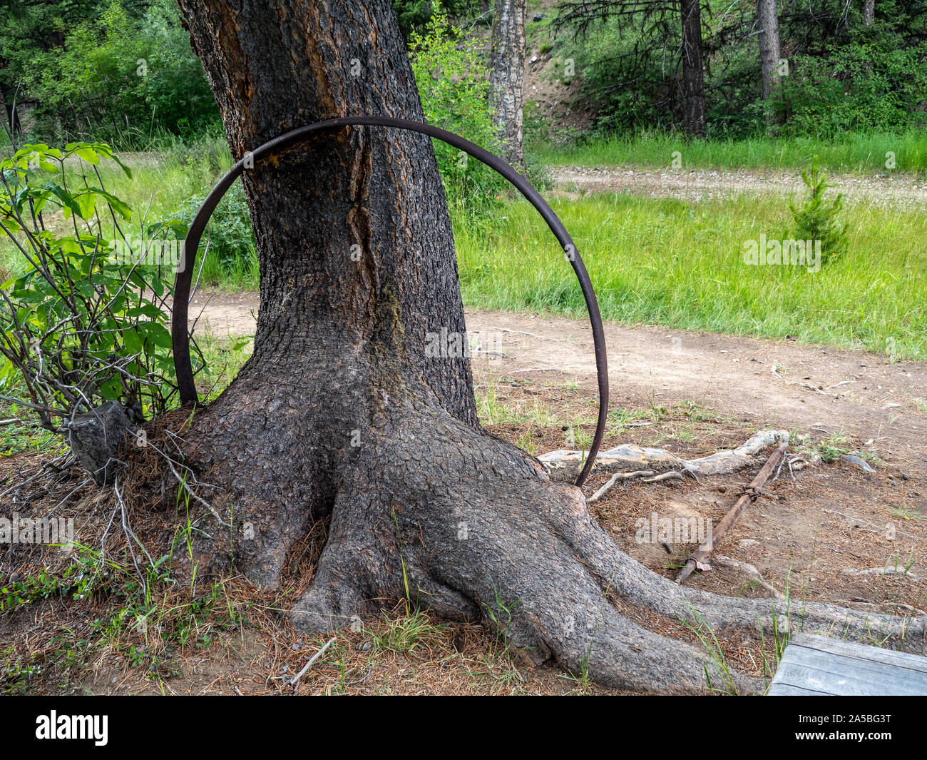 girdling a tree for firewood