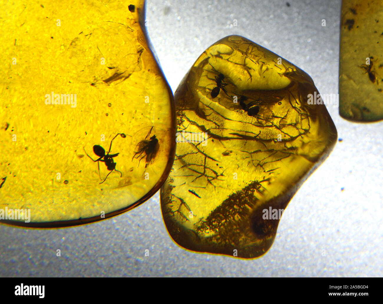 Samples of amber containing insects on display at the Amber Gallery, Nida, on The Curonian Spit, Lithuania. Stock Photo