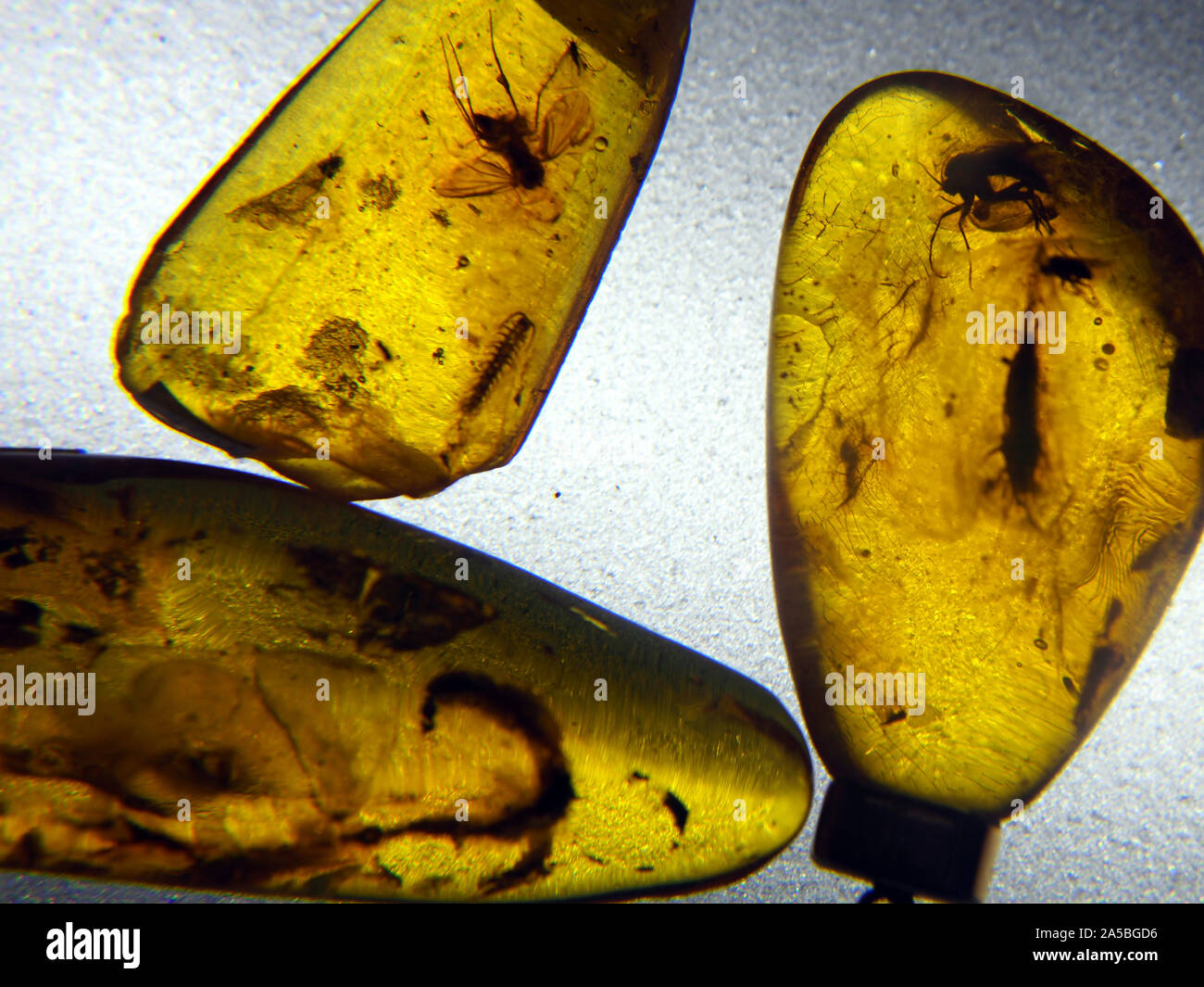 Samples of amber containing insects on display at the Amber Gallery, Nida, on The Curonian Spit, Lithuania. Stock Photo