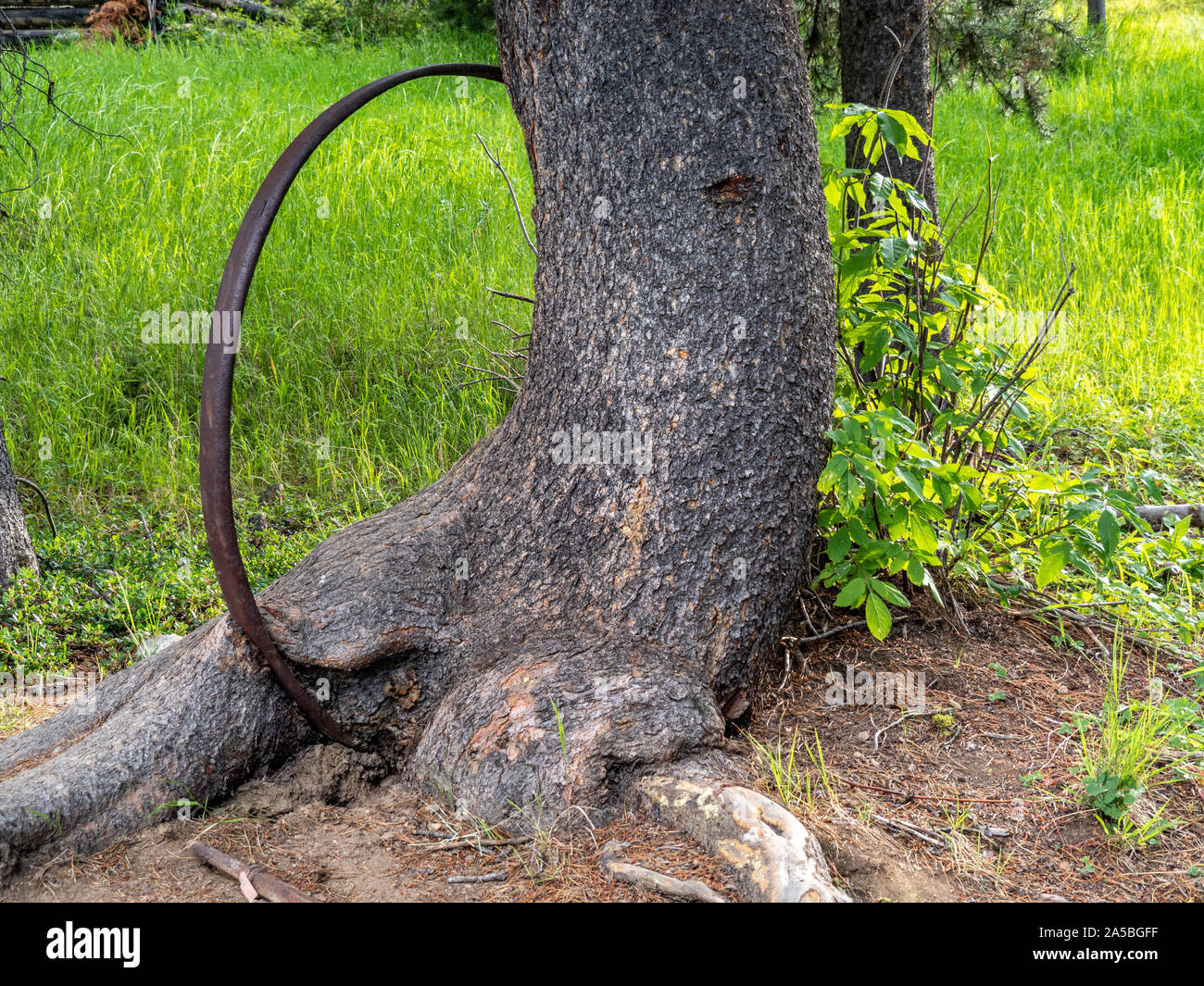 Tree growing around iron hoop Stock Photo Alamy