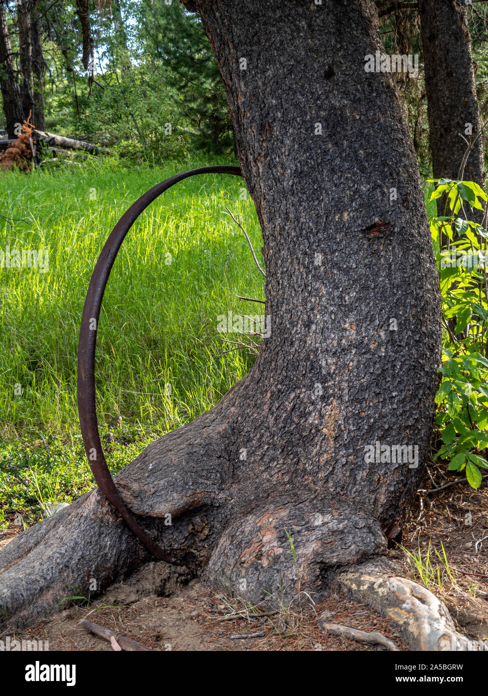 Tree growing around iron hoop Stock Photo Alamy