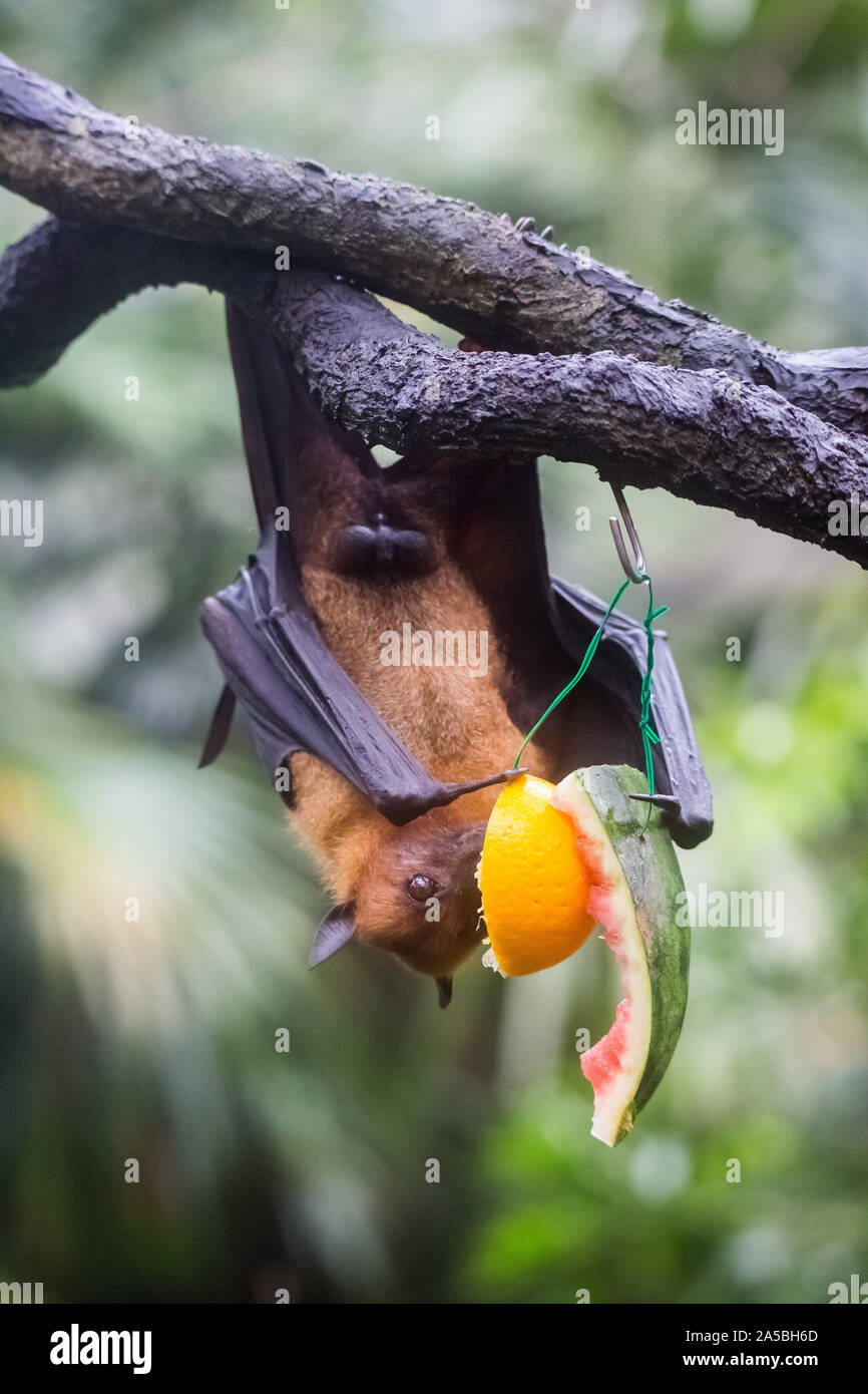 Fruit bat also known as flying fox hanging upside and down eating juicy ...