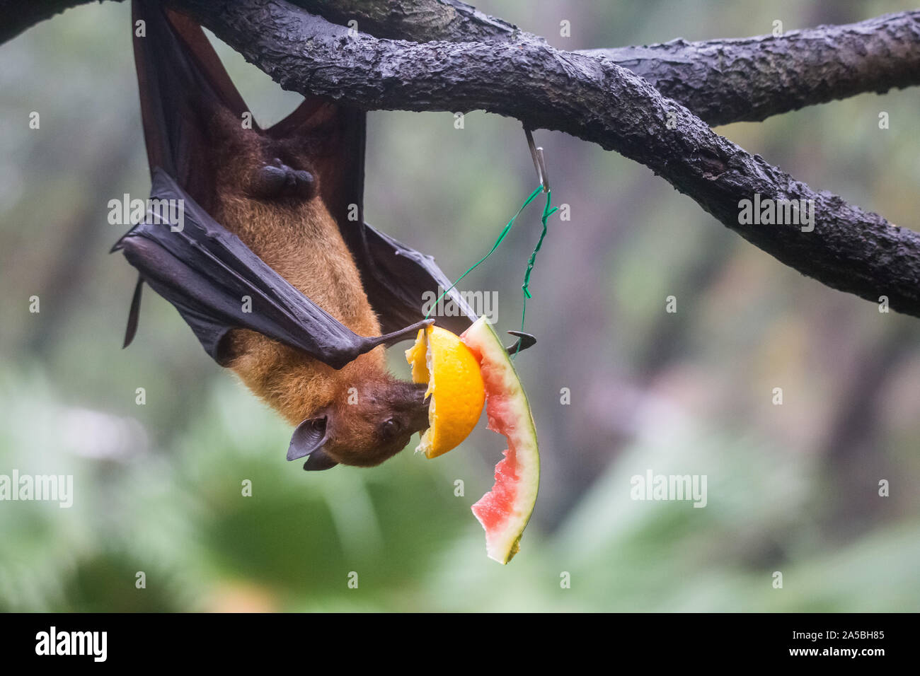Fruit bat also known as flying fox hanging upside and down eating juicy ...