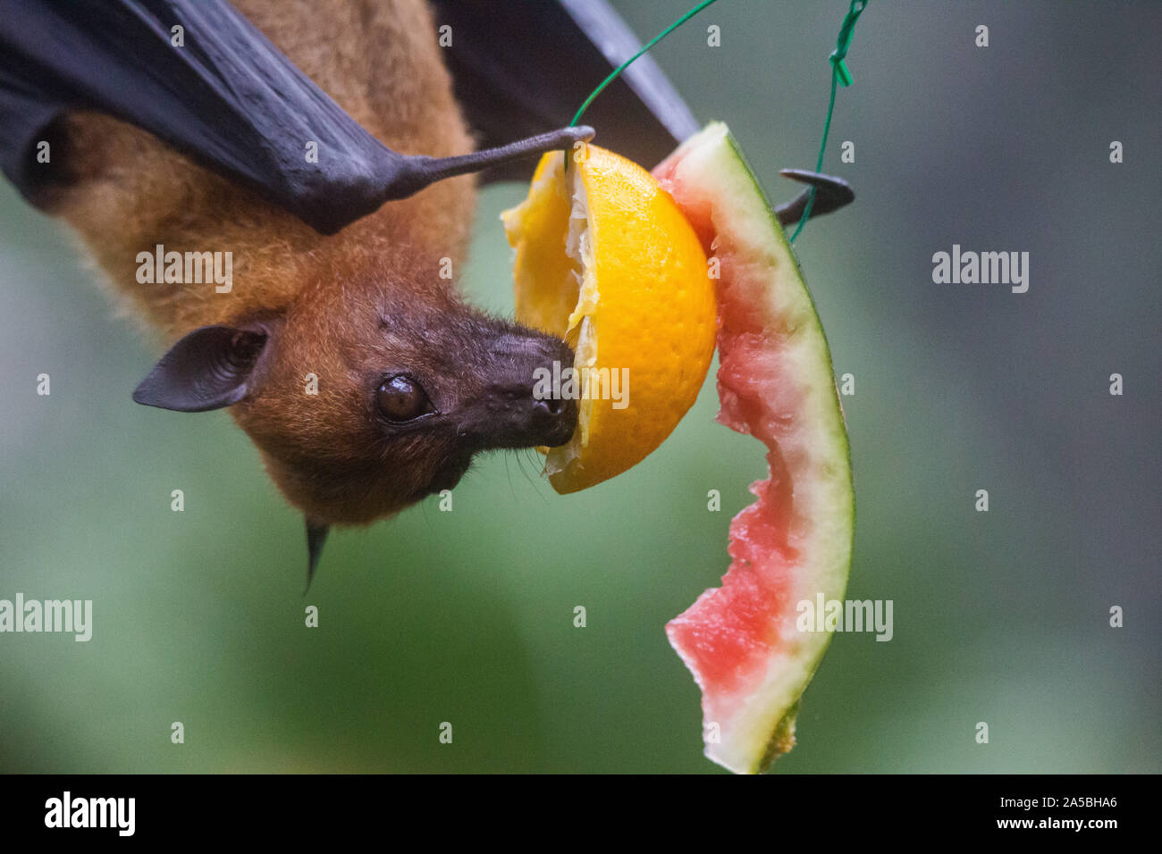 Fruit bat also known as flying fox hanging upside and down eating juicy