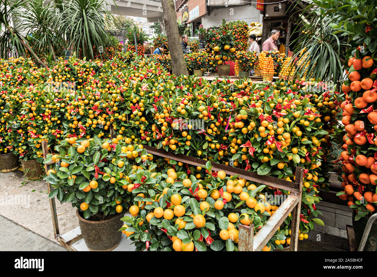 Miniature orange and mandarin trees on display at the Mong Kok Flower Market of Kowloon, Hong Kong. Stock Photo