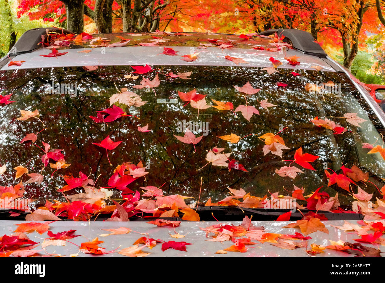 Autumn drops colourful leaves on parked car. Stock Photo