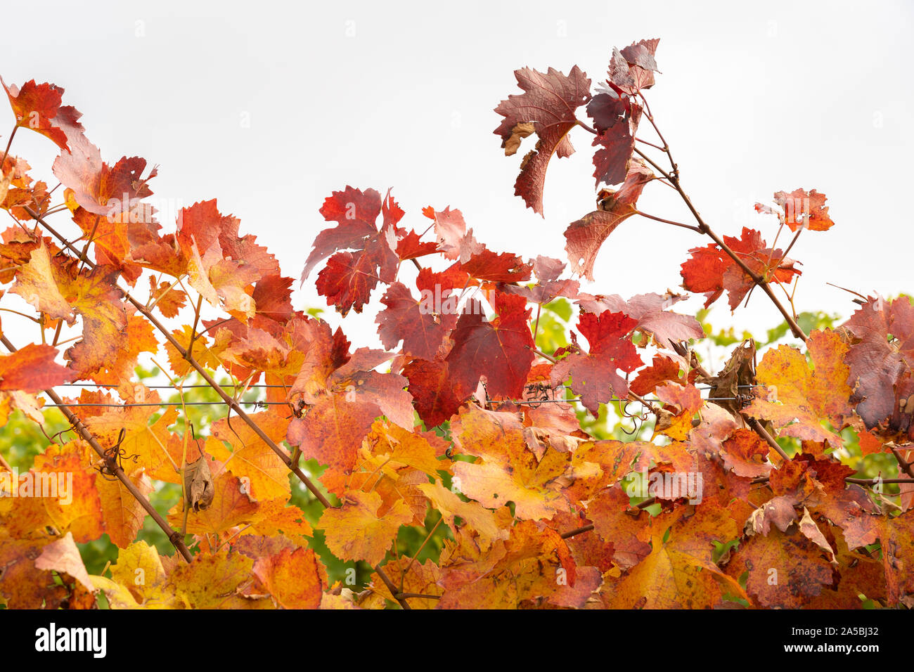 A closeup of vivid red and orange leaves in autumn of the European grapevine (Vitis vinifera) in Lower Austria Stock Photo