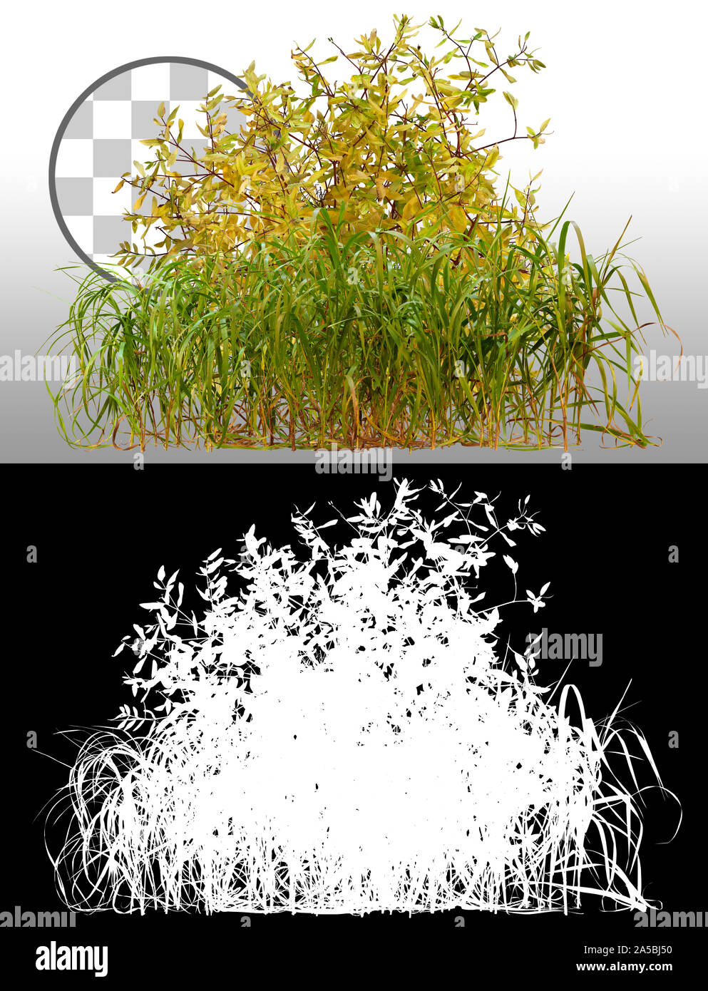 Cut out wild plant.. Mix of grass and yellow foliage. Bunch of wild grass with bush isolated on transparent background via an alpha channel. Stock Photo