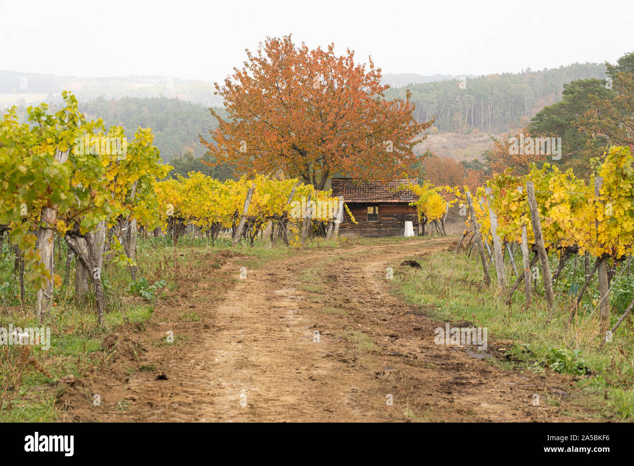 A vintner's hut, wild cherry tree (Prunus Avium) and rows of yellow leaved European grapevines (Vitis vinifera) in Lower Austria Stock Photo