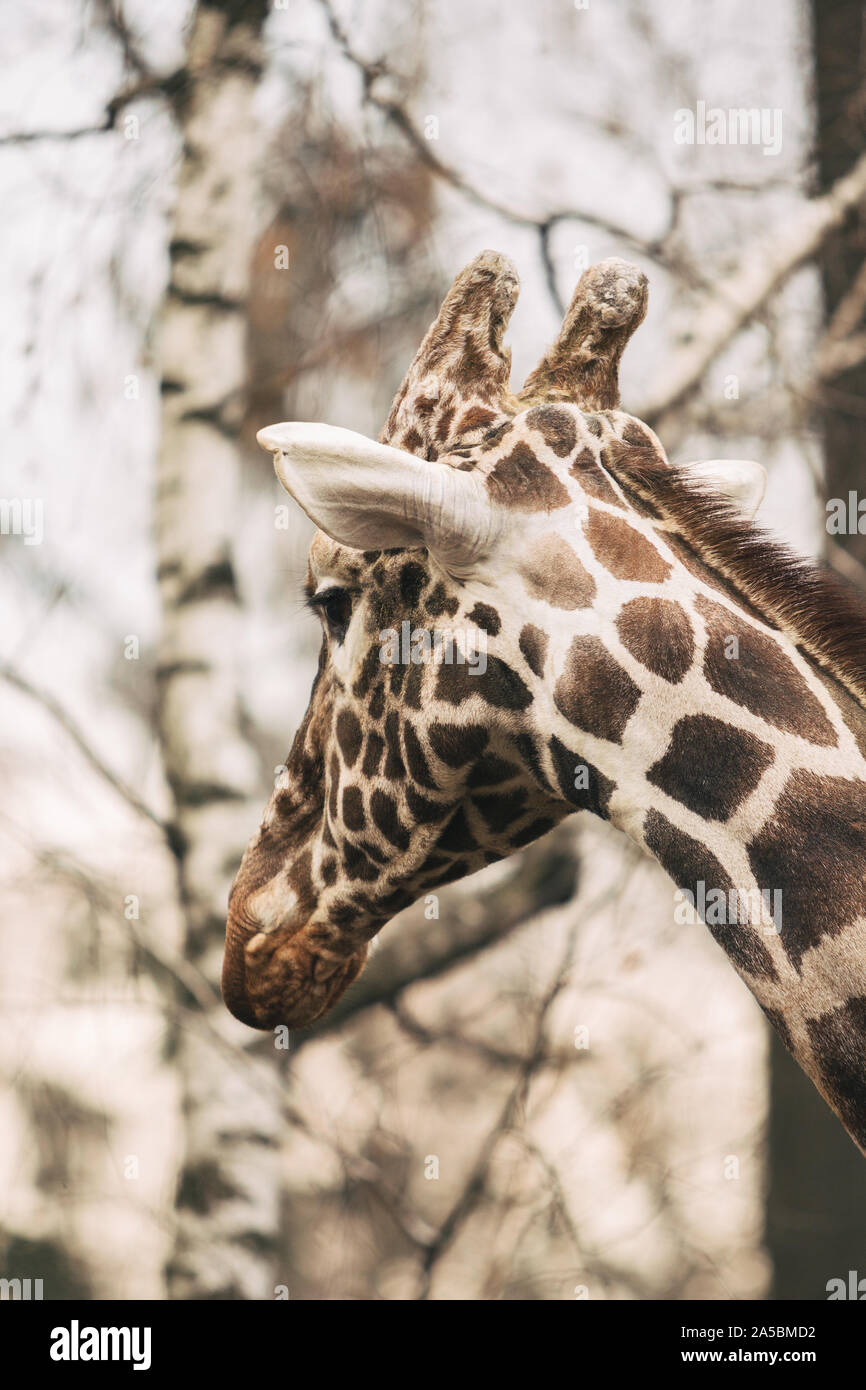 Portrait of a young male Reticulated Giraffe, Giraffa camelopardalis reticulata. Close up portrait of Masai giraffe. Giraffe head detail Stock Photo