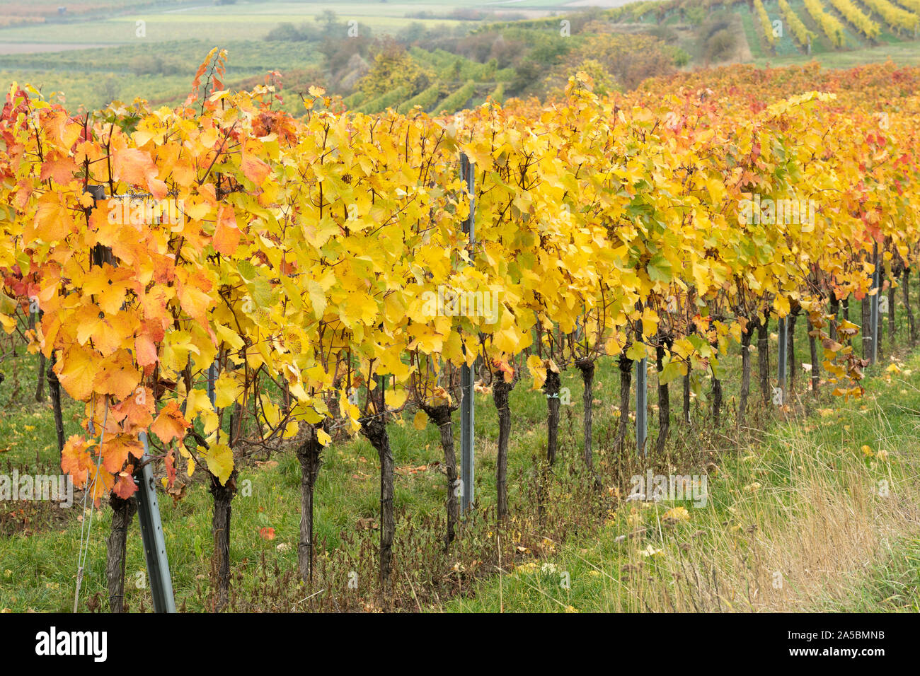 A row of orange and yellow leaved European grapevines (Vitis vinifera) growing in a vineyard in the Kamptal wine producing area of Lower Austria Stock Photo