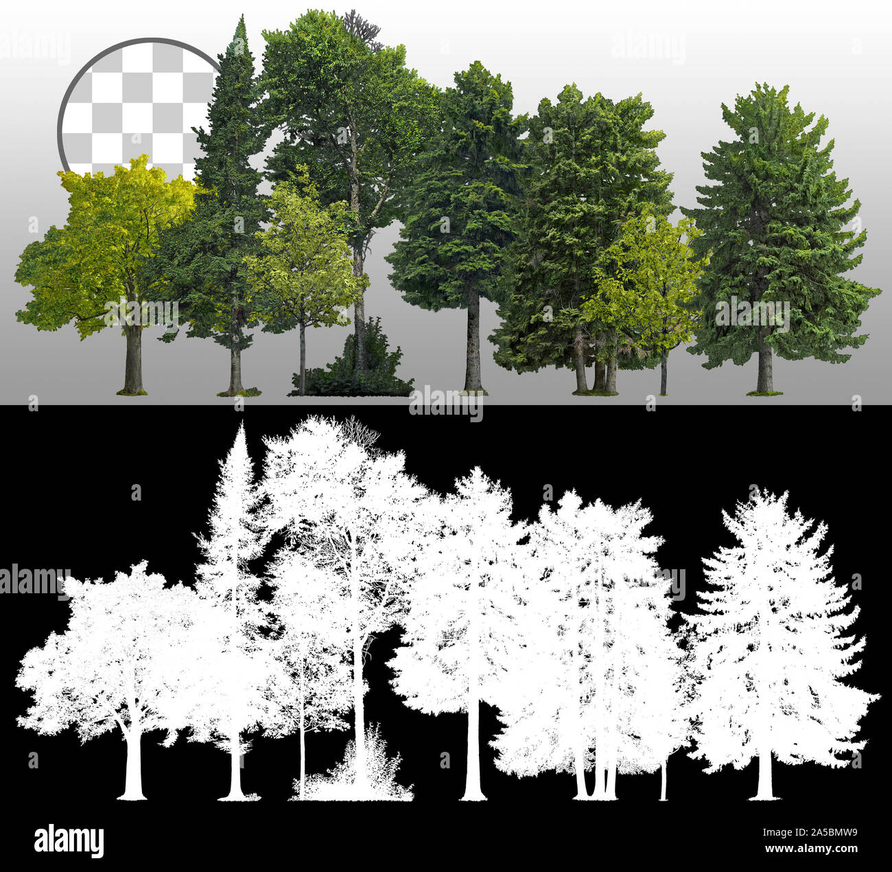 Cutout tree line. Coniferous and decidious. Row of green trees and pines isolated on transparent background via an alpha channel. Forestscape. Stock Photo