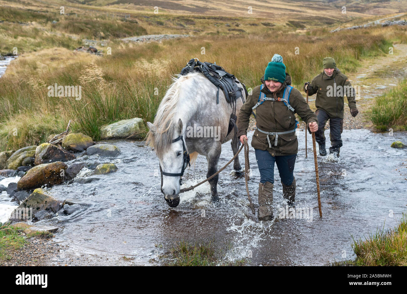 The Angus Glens, Scotland, UK.  19th October 2019.   On the last day of the Red Deer Stag season, deerstalker and ghillie, along with his trained Highland Ponies which are used to carry the deer off the hill, are high on The Angus Glens, in The Highlands of Scotland, looking for the last Red Deer Stags of the season.  Credit: Matt Limb OBE/Alamy Live News Stock Photo