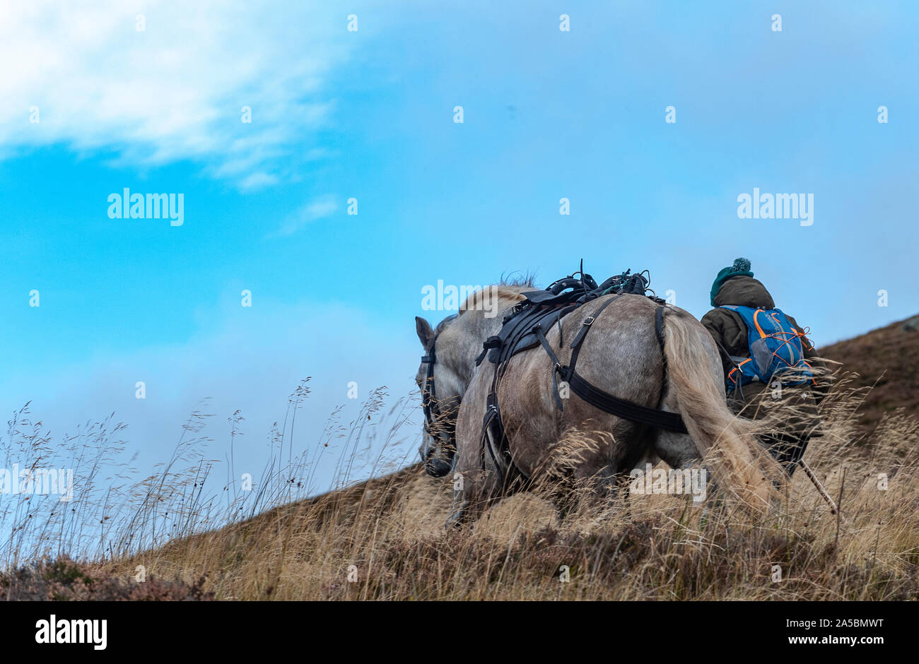 The Angus Glens, Scotland, UK.  19th October 2019.   On the last day of the Red Deer Stag season, deerstalker and ghillie, along with his trained Highland Ponies which are used to carry the deer off the hill, are high on The Angus Glens, in The Highlands of Scotland, looking for the last Red Deer Stags of the season.  Credit: Matt Limb OBE/Alamy Live News Stock Photo