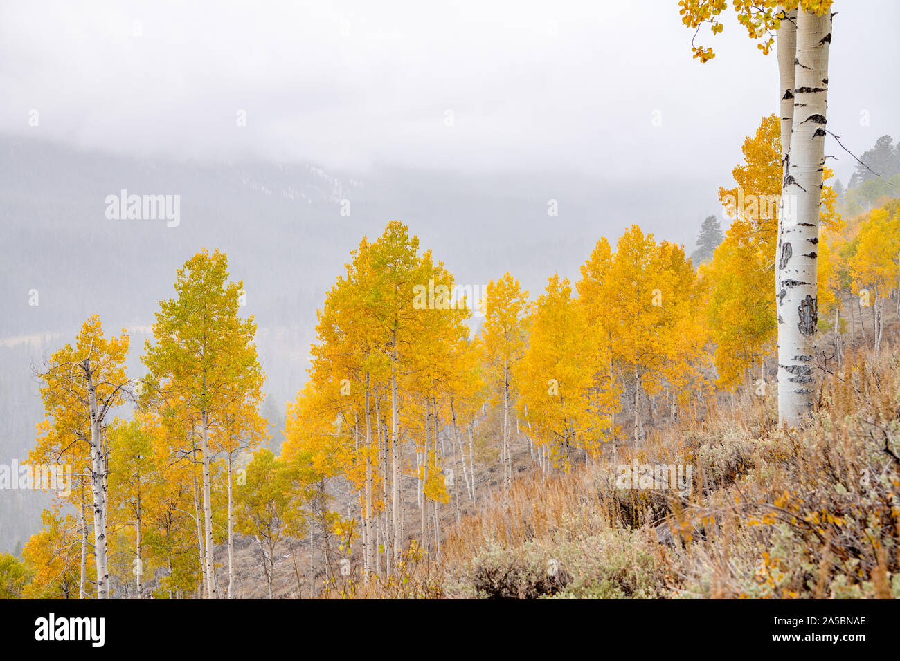 Yellow leaved trees hi-res stock photography and images - Alamy