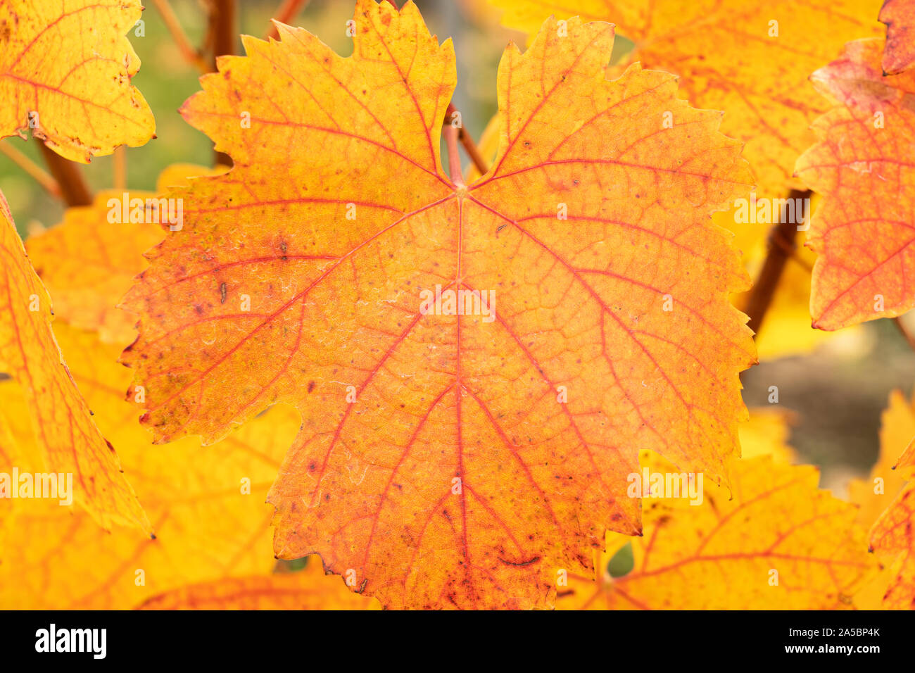 A closeup of a vivid red and yellow leave in autumn of the European grapevine (Vitis vinifera) in Lower Austria Stock Photo