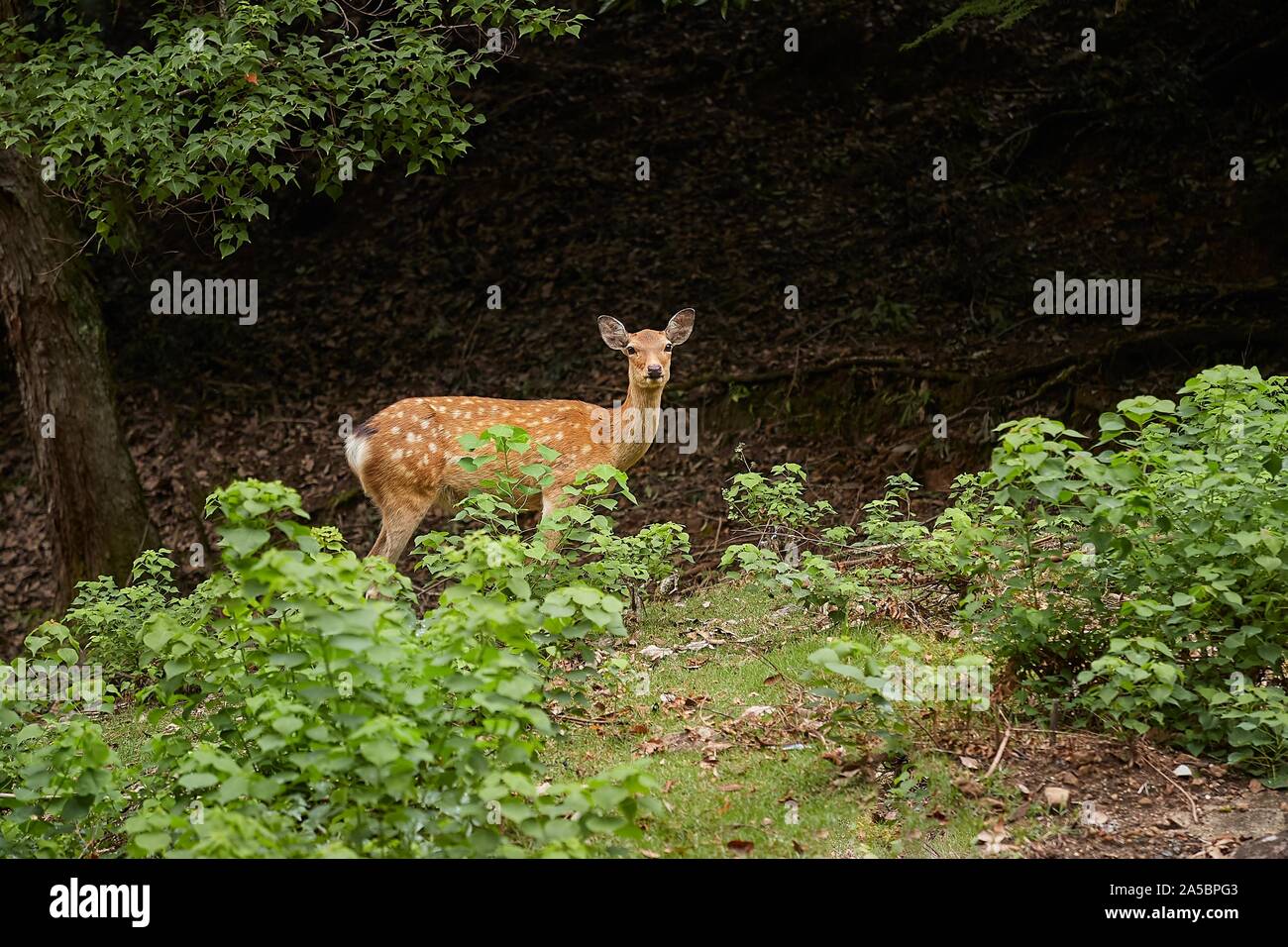 Deer in the woods Stock Photo Alamy
