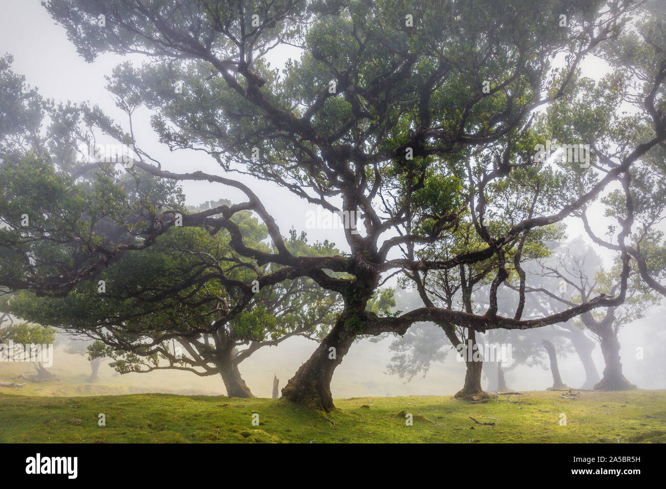 Ancient laurel forest in mountain mist, Fanal, Madeira. UNESCO World Heritage Site Stock Photo