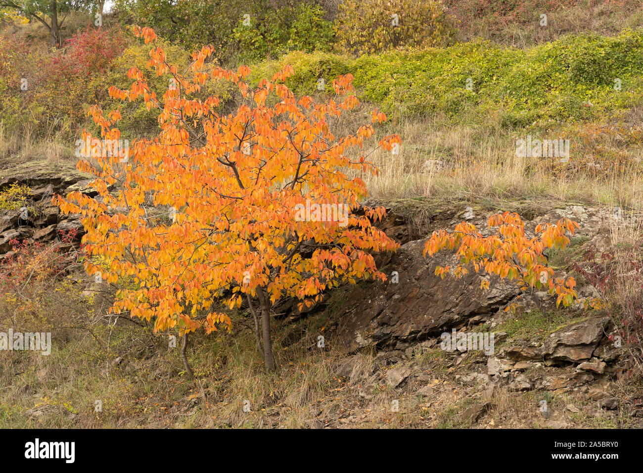 The fiery orange and red leaves of a wild cherry tree (Prunus Avium) in autumn in Lower Austria Stock Photo