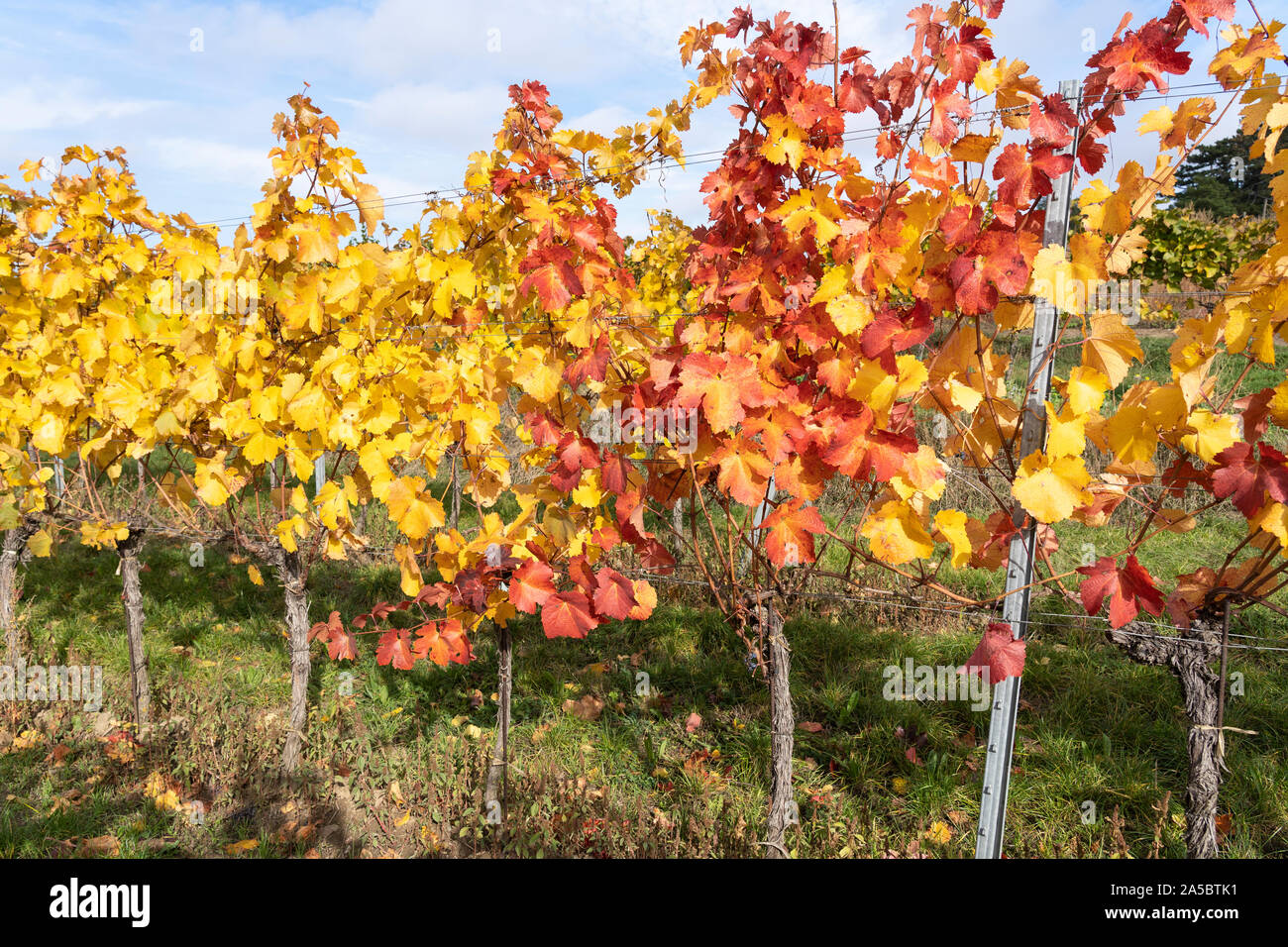 Rows of European grapevines with yellow and red leaves in autumn in a vineyard in the wine producing area of Kamptal, Lower Austria Stock Photo