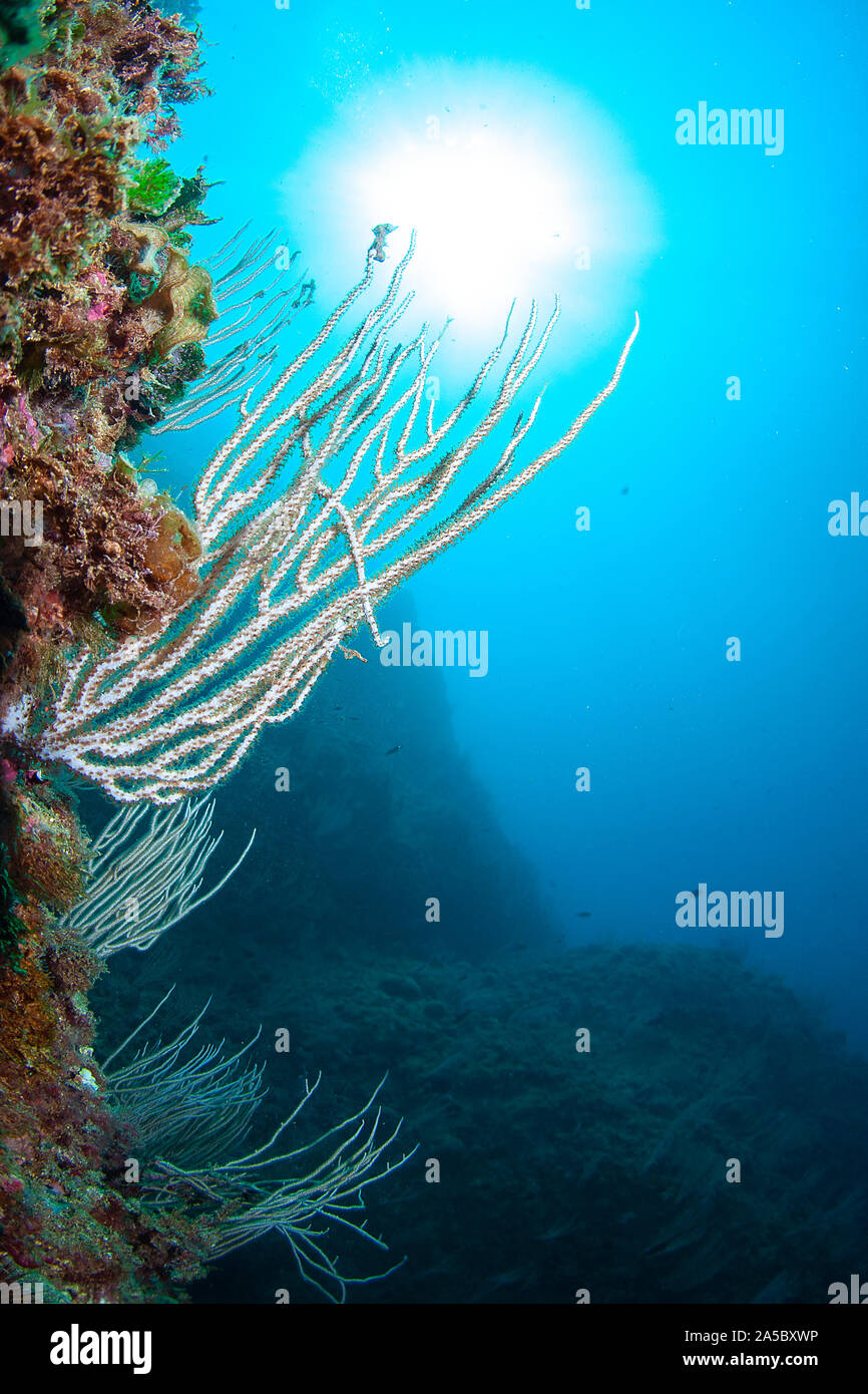 These animals called feed on plankton present in the water