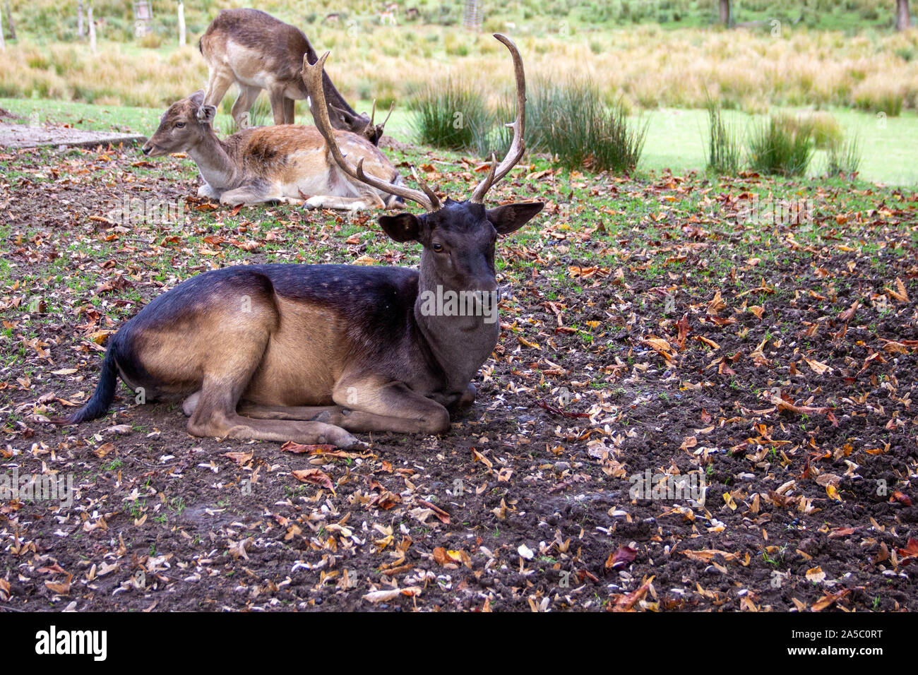 Look of a fallow deer in the midst of its pack, Latin Dama dama Stock Photo