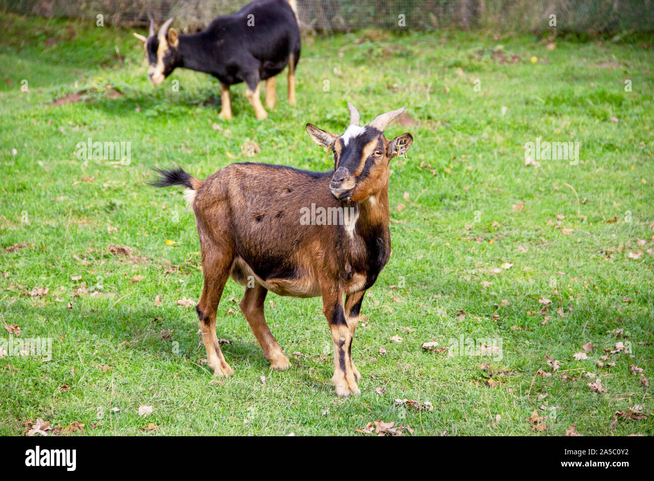 View of two Thuringian forest goats on a meadow Stock Photo
