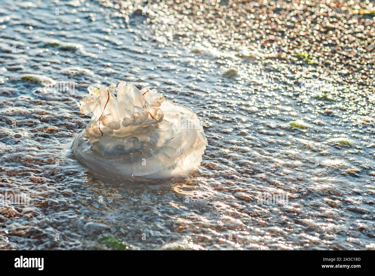 Beautiful purple jellyfish on the beach. The sand of the sea shore. Bright daylight. The jellyfish on the beach. Stock Photo