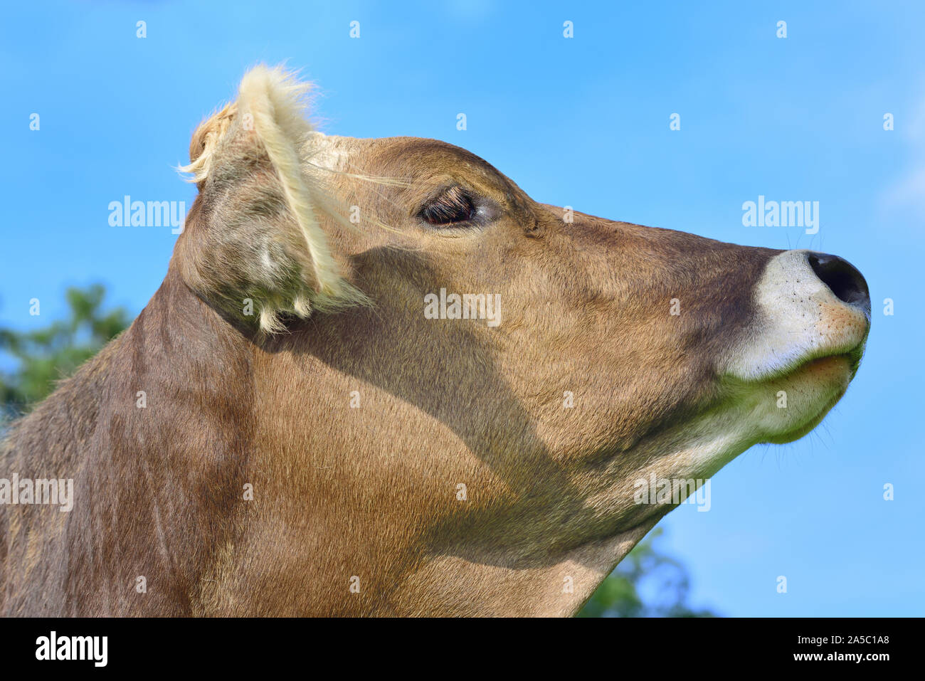 Cow head pose hires stock photography and images Alamy