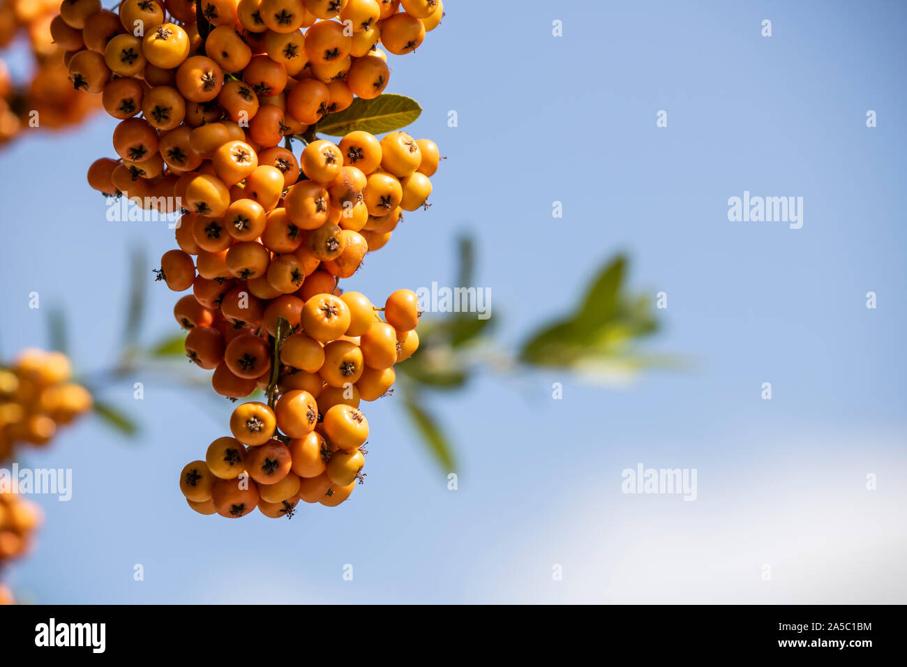 Close-up of the fruit of the plant Pyracantha angustifolia. Stock Photo