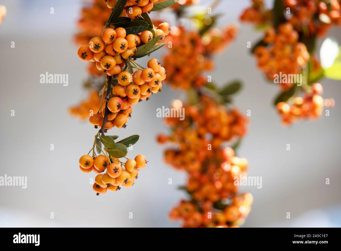 Close-up of the fruit of the plant Pyracantha angustifolia. Stock Photo
