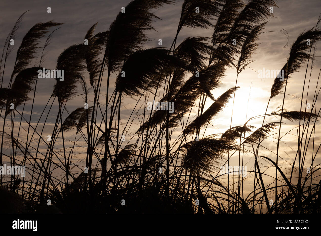 Reeds moving in the wind against the evening sun Stock Photo