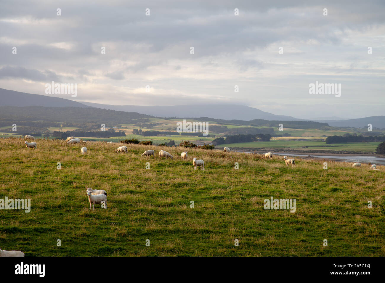 The sun is about to set behind the mountain range over this valley. Sheep are feeding on the fresh green grass with a litle lake nearby. Stock Photo