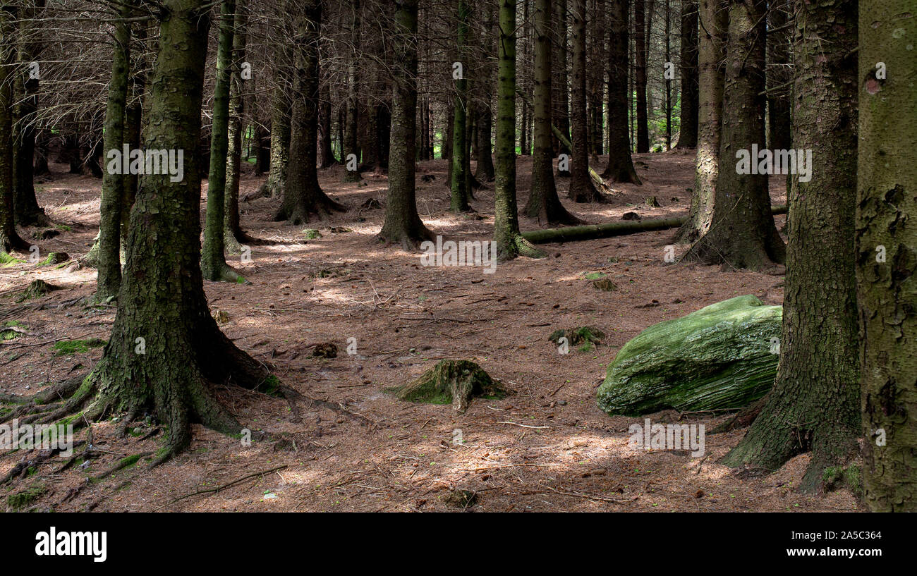 Conifers crowd the woods next to Blea Tarn, Great Langdale in the Lake District, England, mixing woody browns with vibrant green moss on the forest floor. Stock Photo
