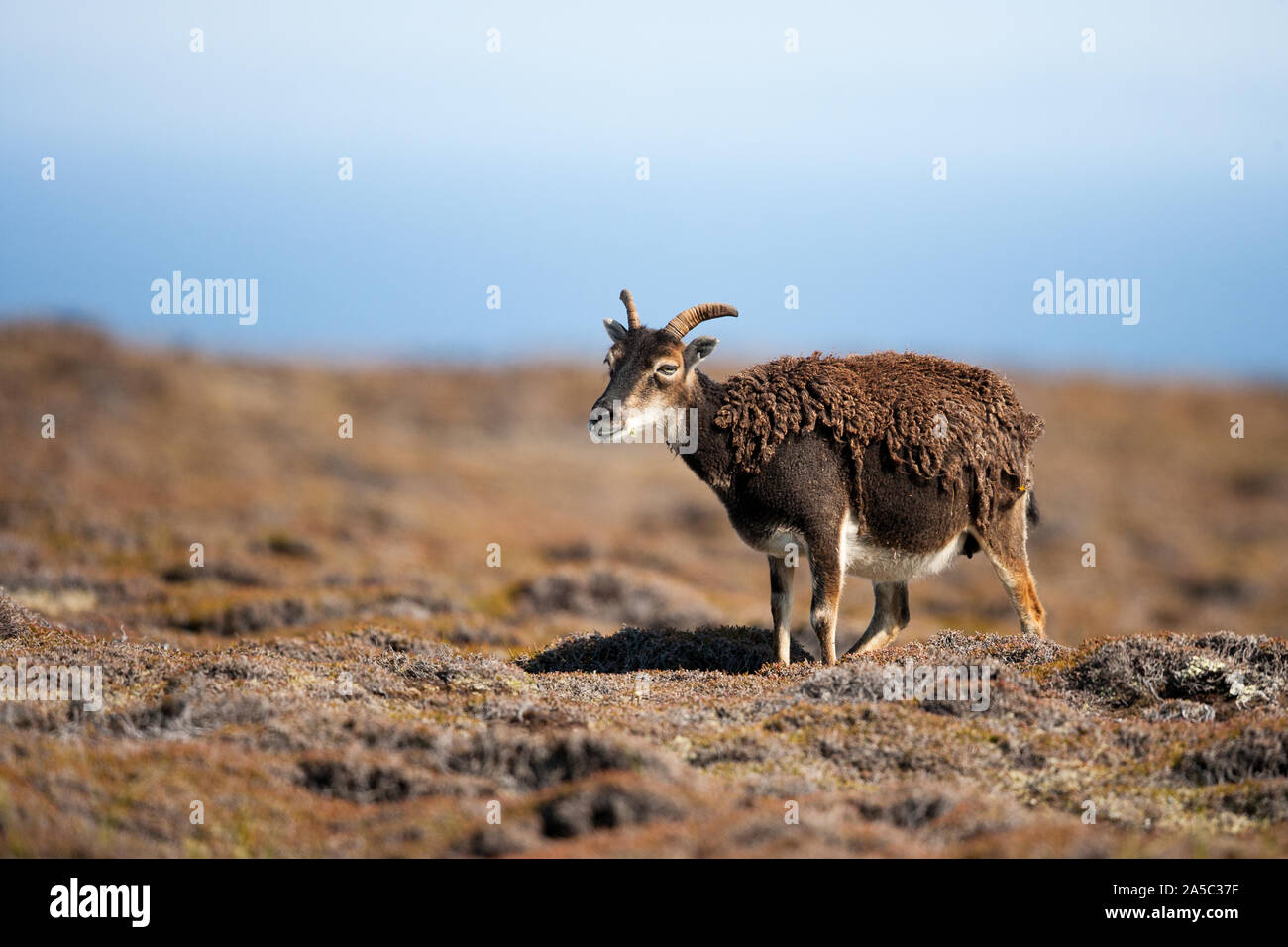 A soay sheep moulting its fleece on Lundy Island, Bristol Channel. Stock Photo