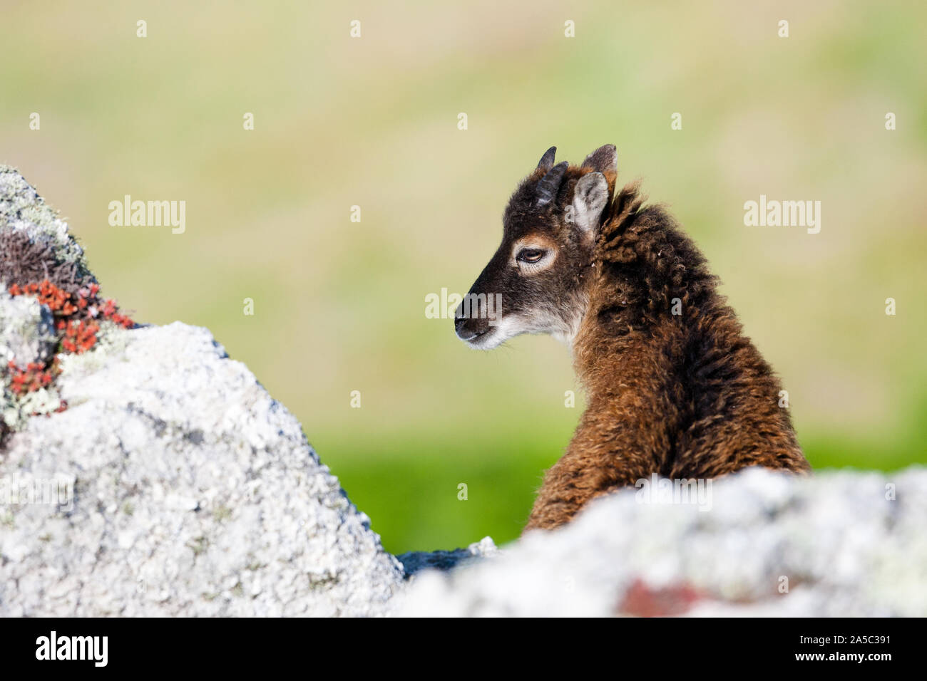 A young soay sheep peers around on the north cliffs of Lundy Island, Bristol Channel. Stock Photo
