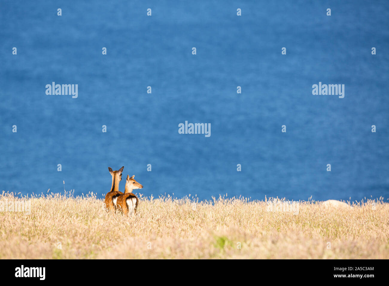Two sika deer enjoy the view under the late afternoon sun, on Lundy Island, England Stock Photo