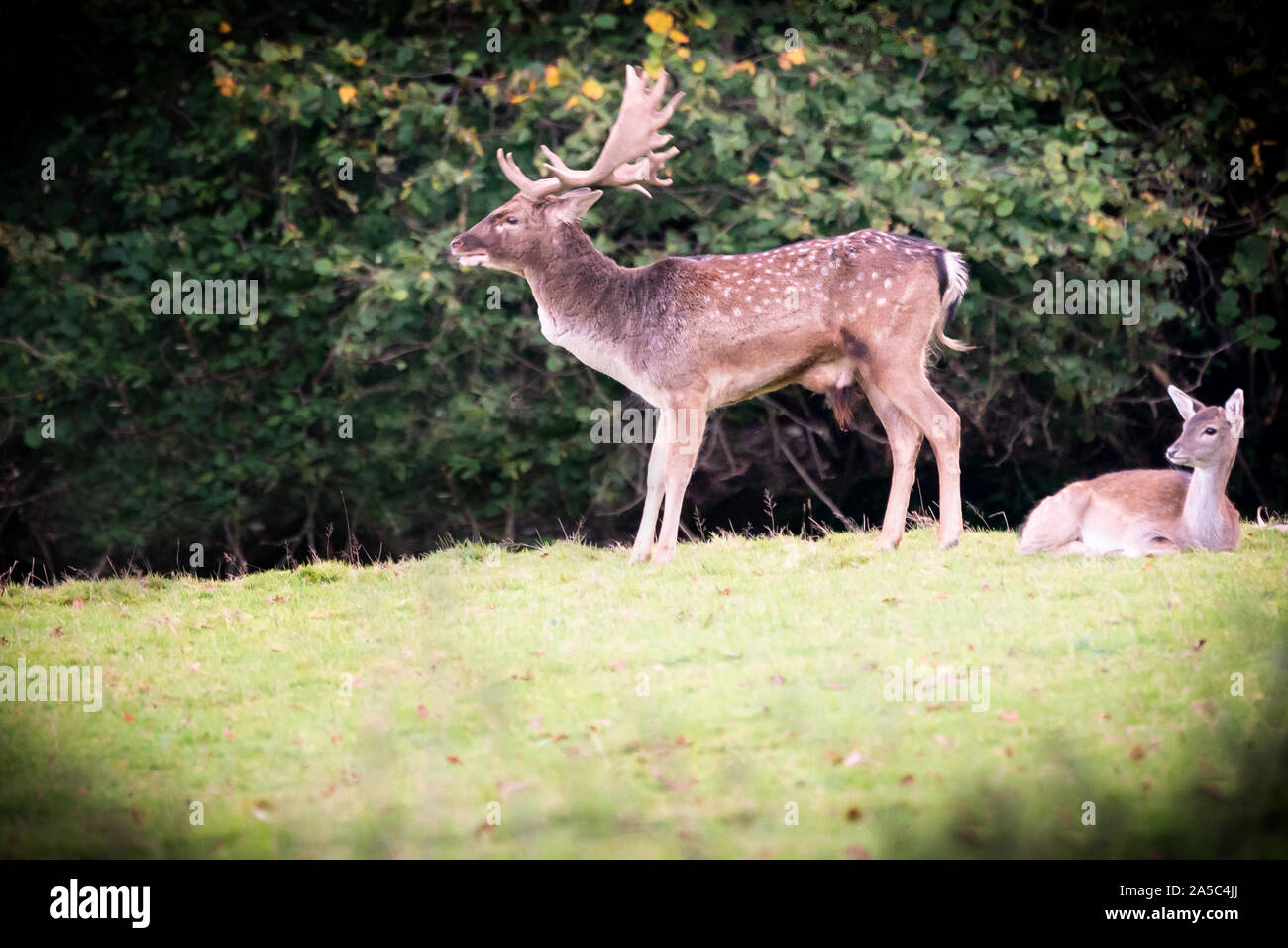 stag and doe together rutting season Stock Photo
