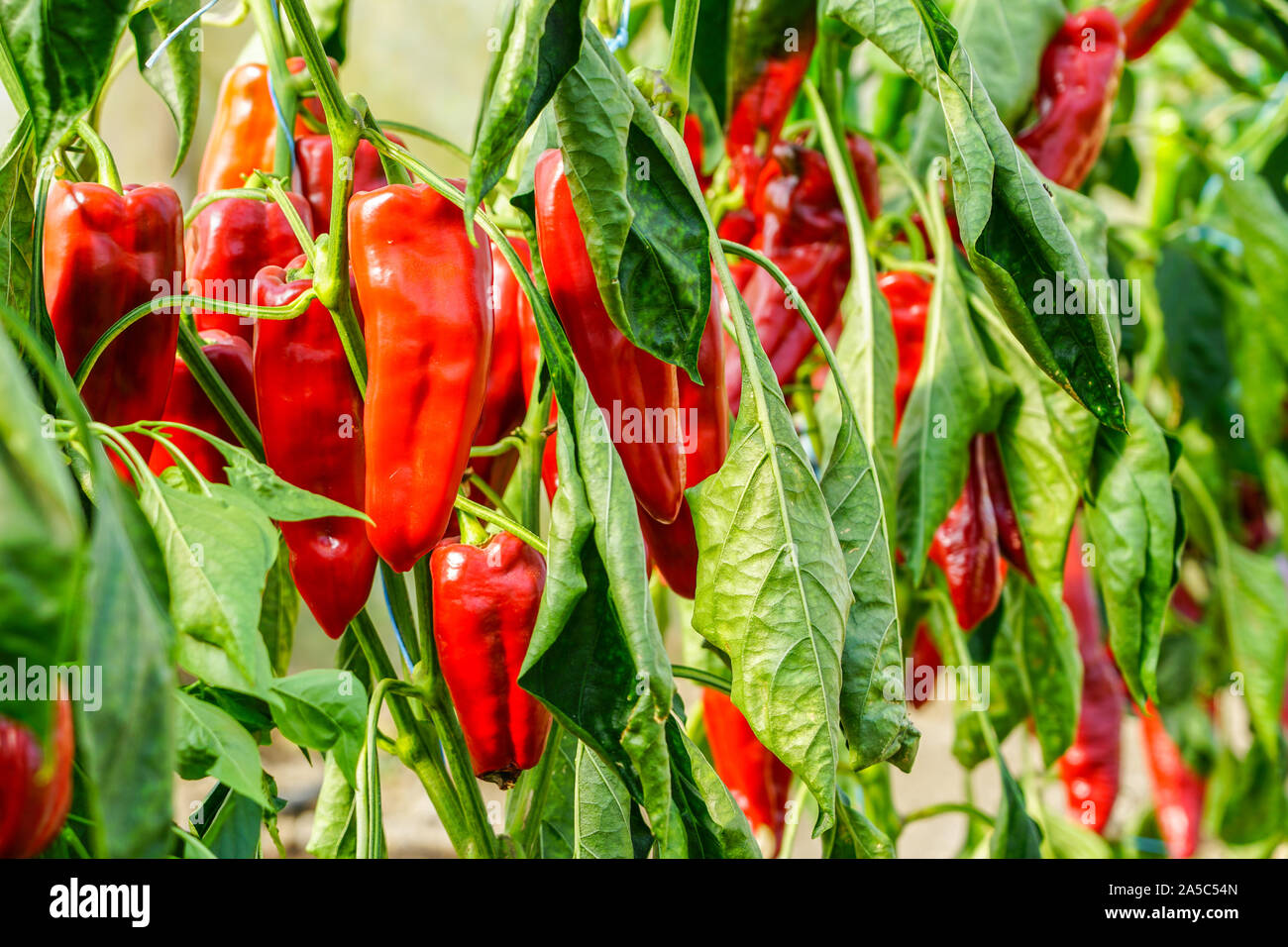 Bell peppers growing on tree hi-res stock photography and images - Alamy