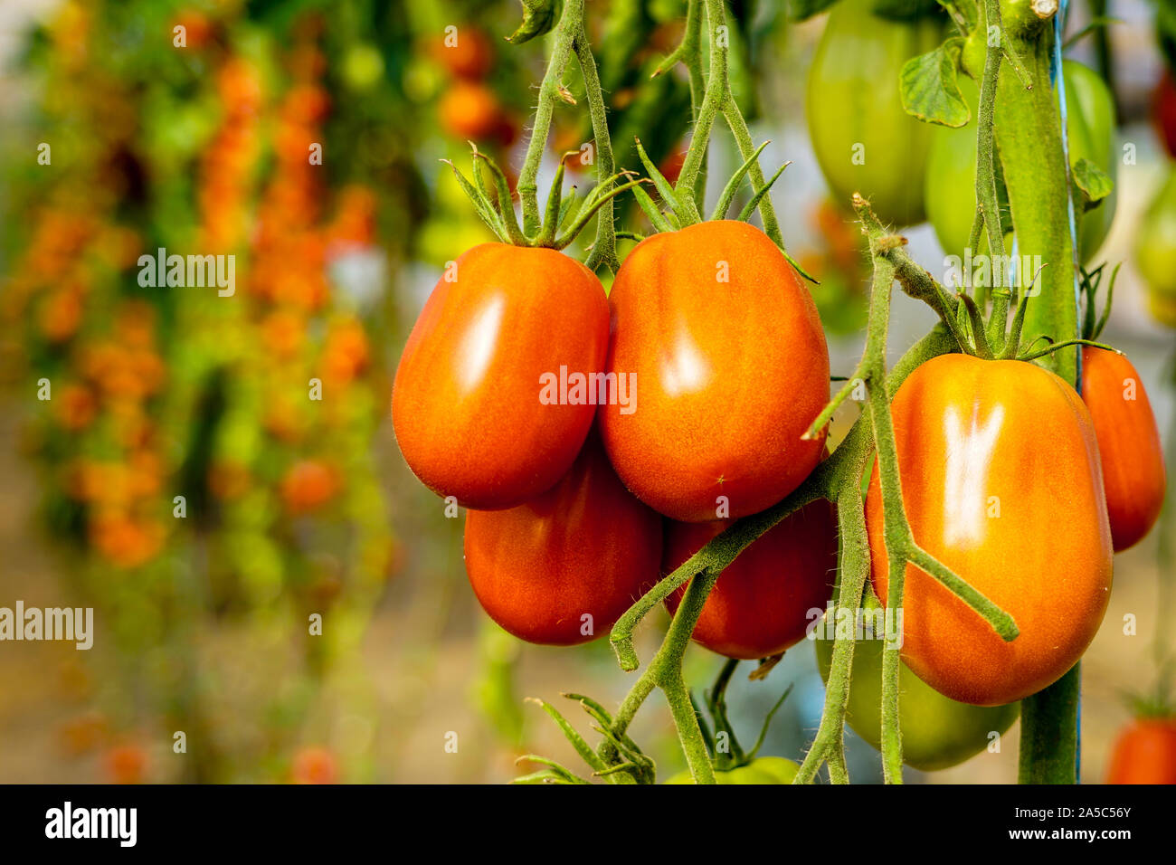 Image of fresh organic cherry tomatoes on tree Stock Photo