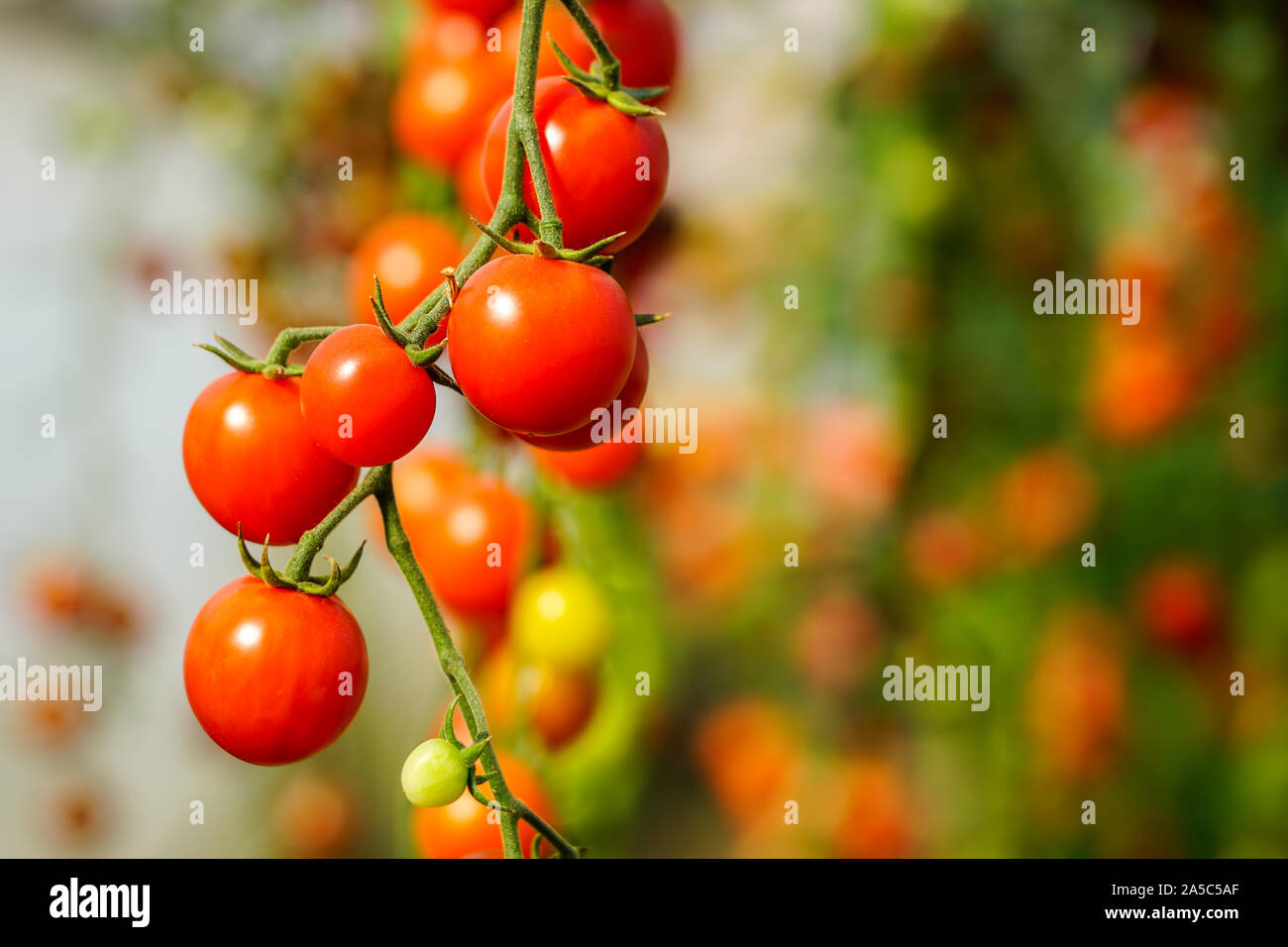 Image of fresh organic cherry tomatoes on tree Stock Photo