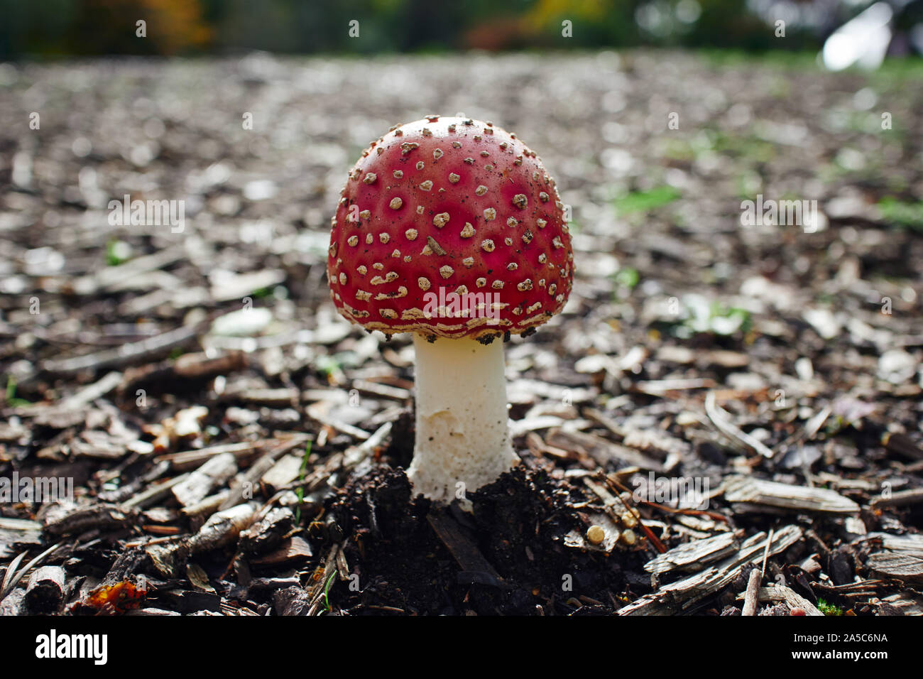 A bright red toadstool (Amanita muscaria) growing in a forest clearing. Stock Photo